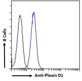 PLXND1 / Plexin D1 Antibody (aa1683-1694)