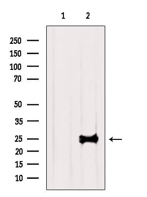 TESC Antibody