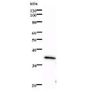 Monoclonal Mouse anti-Human ELF2 / NERF Antibody (clone 224C4a, WB)