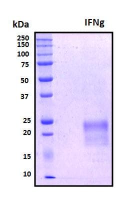 Pig IFN Gamma / Interferon Gamma Protein (Recombinant His, N-Terminal)