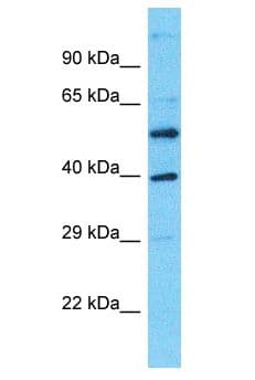 DNAJC28 Antibody (aa326-375)