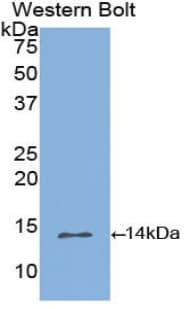 INHBB / Inhibin Beta B Antibody (aa277-391)