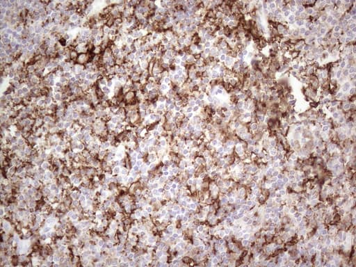 ITGAM / CD11b Antibody (clone OTI12C10)