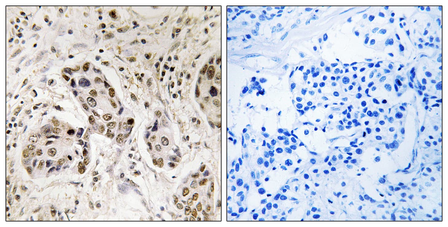 RCC2 Antibody (aa473-522)