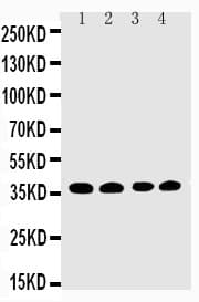 EIF2S1 Antibody (aa123-137)