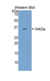 SEMA7A / Semaphorin 7A Antibody (aa242-507)