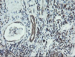 NDUFB10 Antibody (clone OTI1H6)