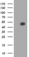 BECN1 / Beclin-1 Antibody (clone OTI3H8)
