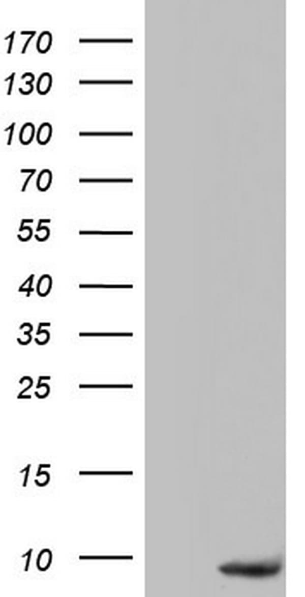 Monoclonal Mouse anti-Human PYDC1 Antibody (clone OTI5D12, Carrier-free, WB)