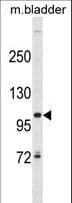 SCUBE3 Antibody (aa480-509)