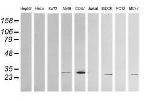 KLK8 / Kallikrein 8 Antibody (clone OTI16G2, Carrier-free)