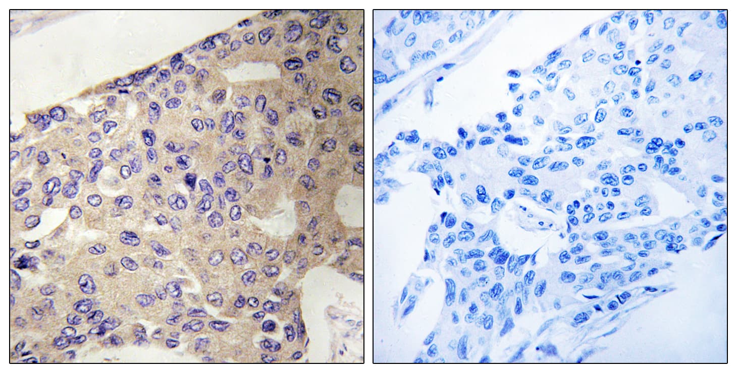 PEX10 Antibody (aa183-232)