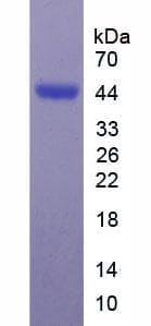 Human SIGLEC7 / CD328 Protein (Recombinant His,N-terminus)