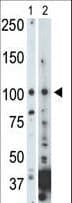 NEK9 Antibody (aa846-877)