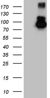 MALT1 Antibody (clone OTI4H10)