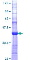 Human CHRNA5 Protein (Recombinant GST, N-terminus)
