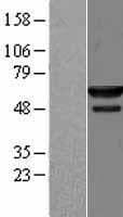 NMD3 Protein (Over-Expression Lysate Myc-DDK (Flag))