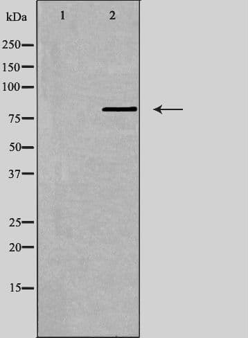 Polyclonal Rabbit anti-Human GPR149 / PGR10 Antibody (IF, WB)