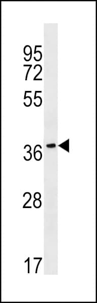 RAB36 Antibody (aa301-328)
