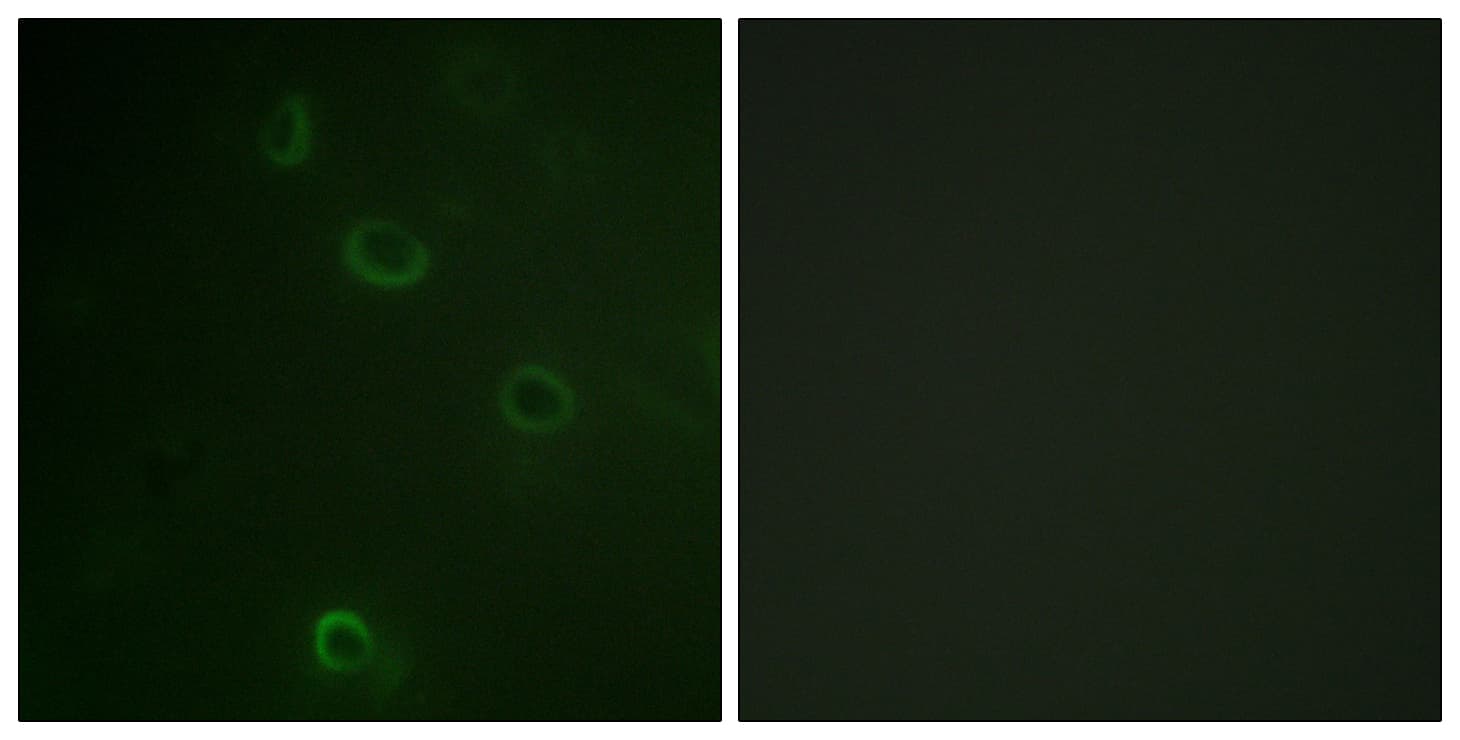 IHC-plus™ ATP1A1 Antibody (aa5-54)