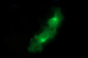 EPCAM Antibody (clone OTI2A3)