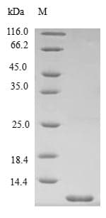 Bacillus subtilis spoVM Protein (Recombinant)