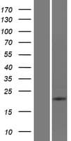 ATP6V0E2 Protein (Over-Expression Lysate Myc-DDK (Flag))