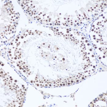 AHSP / EDRF Antibody