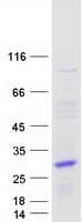 Human PTP4A3 Protein (Recombinant Myc-DDK (Flag))