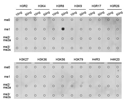Histone H3 Antibody (Methyl-Arg8)