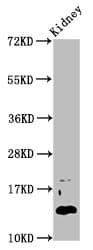 DPPA5 Antibody