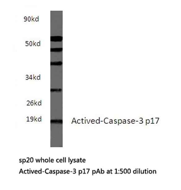 CASP3 / Caspase 3 Antibody