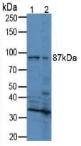 RXFP1/ LGR7 Antibody (aa260-409)
