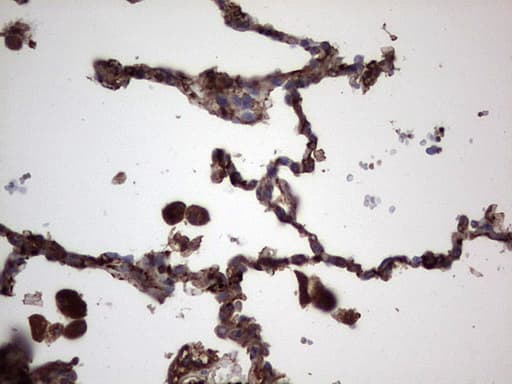 RSPO3 Antibody (aa22-272, clone 3D5, Carrier-free)