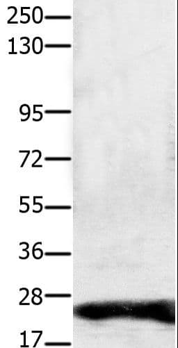 CLDN1 / Claudin 1 Antibody