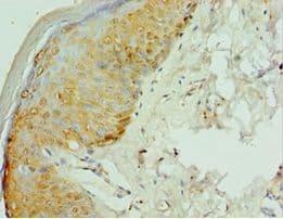 VIPERIN / RSAD2 Antibody (aa42-361)