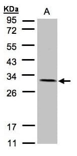 NDUFV2 Antibody (aa1-249)