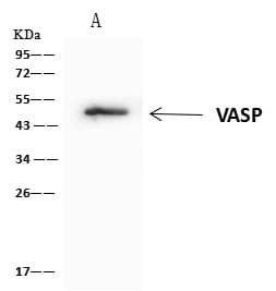 VASP Antibody