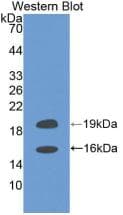 FGF2 / Basic FGF Antibody (aa143-288)