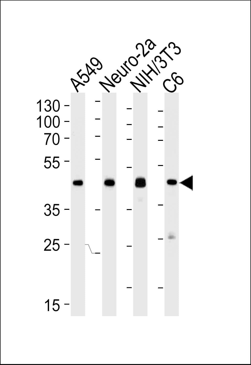 CREB1 / CREB Antibody (clone 1335CT115.203.189)
