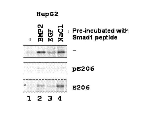 SMAD1 Antibody (phospho-Ser206)