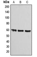 ATP5A1 / ATP Synthase Alpha Antibody (Internal)
