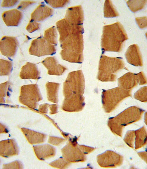 BMI1 / PCGF4 Antibody (aa257-286)