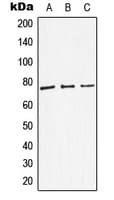 DBH/Dopamine Beta Hydroxylase Antibody (Internal)