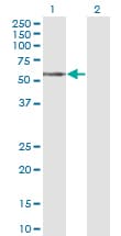 Monoclonal Mouse anti-Human TCN1 Antibody (clone 3F10, IHC, WB)