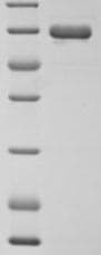 Human Endogenous Retrovirus HERV-K10 putative protease Protein (Recombinant 6His, N-terminus)