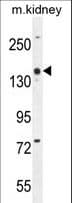 COBL Antibody (aa184-211)