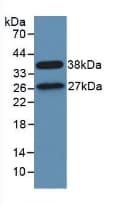 STAM1 / STAM Antibody (aa196-465, PE)