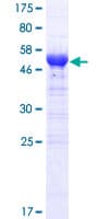 Human ARID3B Protein (Recombinant GST)
