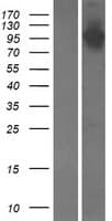 PITPNM3 / NIR1 Protein (Over-Expression Lysate Myc-DDK (Flag))